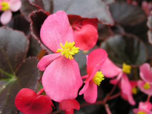 обоя цветы, бегония