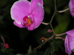 Картинка цветы орхидеи