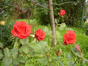 Картинка цветы розы