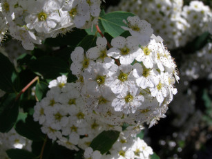 Картинка куча цветов цветы цветущие деревья кустарники