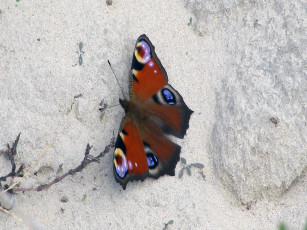 Картинка павлиний глаз животные бабочки
