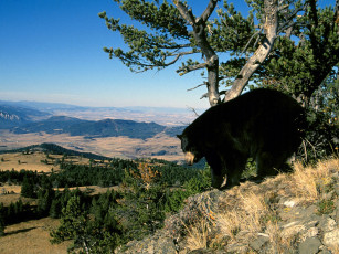 Картинка walk in the park животные медведи