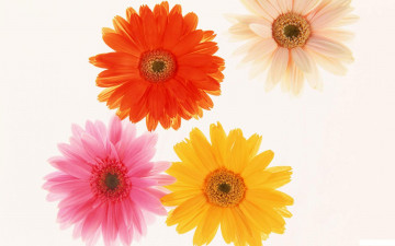 Картинка цветы герберы