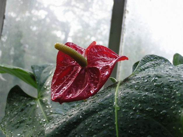 Обои картинки фото цветы, антуриум, цветок, фламинго