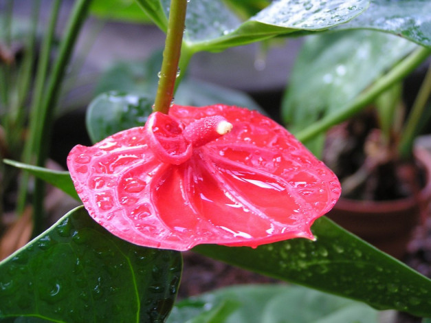 Обои картинки фото цветы, антуриум, цветок, фламинго