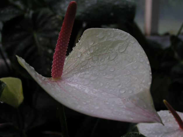 Обои картинки фото цветы, антуриум, цветок, фламинго