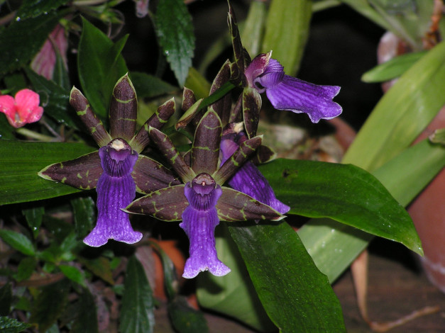 Обои картинки фото цветы, орхидеи