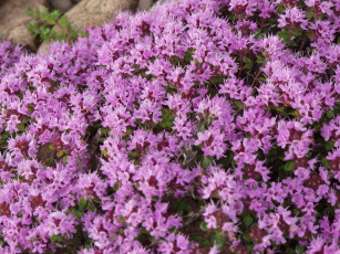 Картинка фотографии геологов амакинской грэ алроса цветы луговые полевые