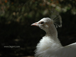 Картинка животные павлины