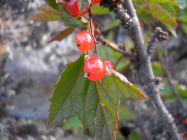 Обои картинки фото 