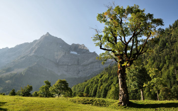 Картинка природа деревья