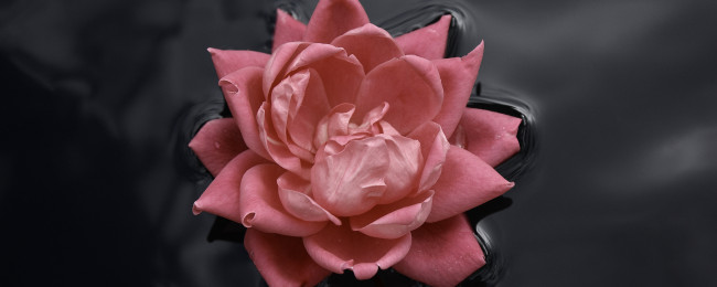 Обои картинки фото цветы, лилии, водяные, нимфеи, кувшинки