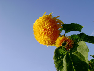 Картинка цветы подсолнухи желтый зеленый синий