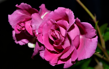 Картинка цветы розы розовый