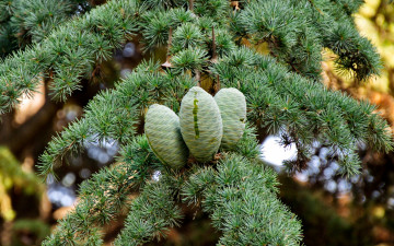 Картинка природа шишки жёлуди каштаны иголки смола