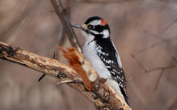 Картинка животные дятлы ветка