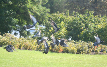 Картинка животные голуби трава кусты деревья