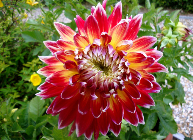 Обои картинки фото цветы, георгины, круглый, большой, красный