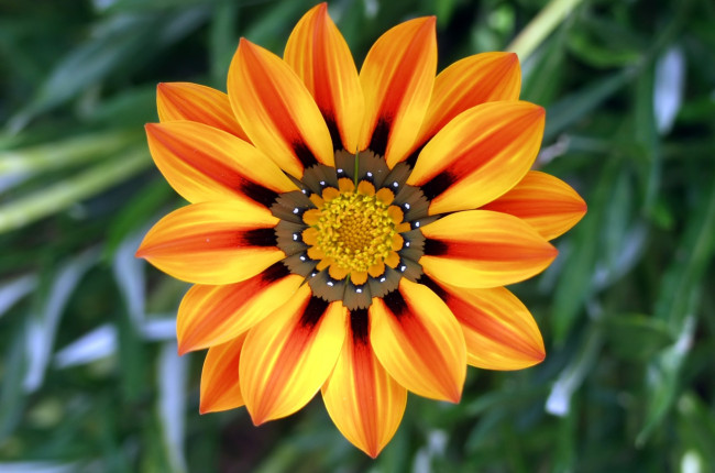 Обои картинки фото газания, цветы, яркий, оранжевый