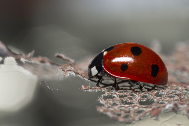 Обои картинки фото животные, божьи, коровки, божья, коровка, жук, макро