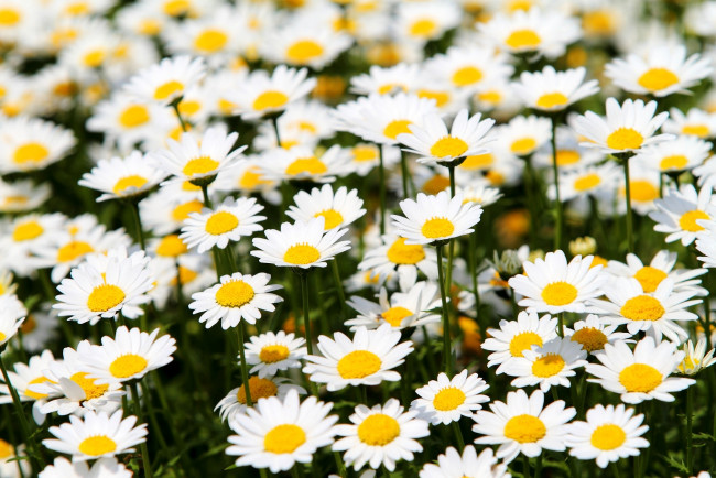 Обои картинки фото цветы, ромашки, белый, много