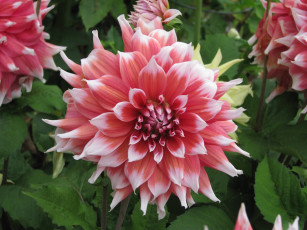 Картинка цветы георгины