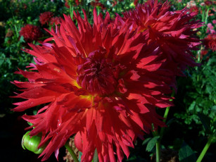 Картинка цветы георгины