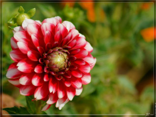 Картинка цветы георгины цветок