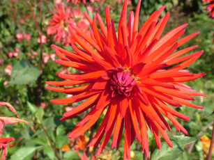 Картинка цветы георгины цветок