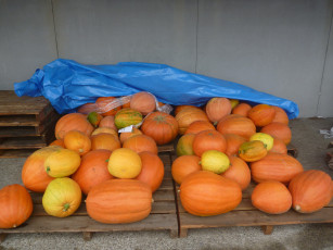 Картинка еда тыква тыквы