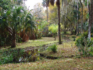 Картинка флорида Ялаха природа парк ботанический сад