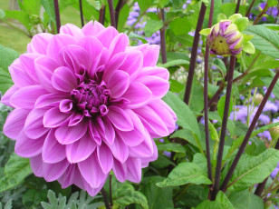 Картинка цветы георгины