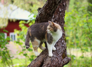 Картинка животные коты дерево