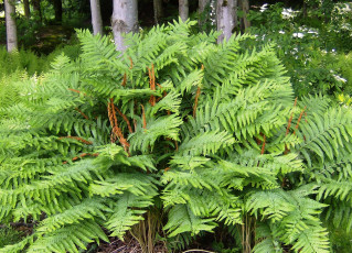 Картинка природа листья рапоротник