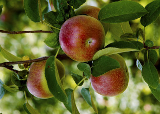 Картинка природа плоды яблоки ветка