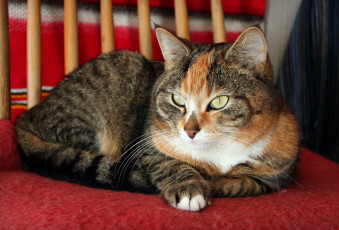 Картинка животные коты котэ