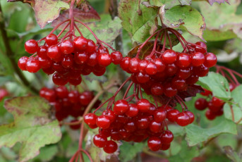 Картинка природа Ягоды куст калина красный