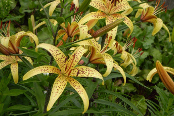 Картинка цветы лилии лилейники