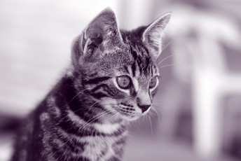 Картинка животные коты котёнок