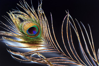 Картинка разное перья павлинье перо