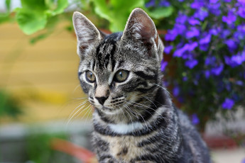 Картинка животные коты котёнок