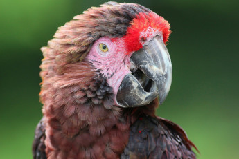 Картинка животные попугаи голова клюв