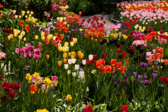 Картинка цветы тюльпаны разноцветный