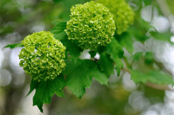 Картинка цветы цветущие деревья кустарники зеленый шары калина