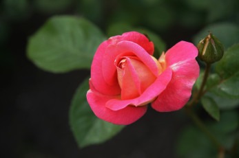 Картинка цветы розы лепестки