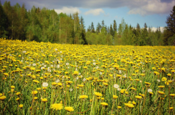 Картинка цветы одуванчики луг