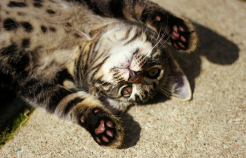 Картинка животные коты котёнок