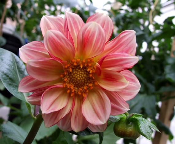 Обои картинки фото цветы, георгины