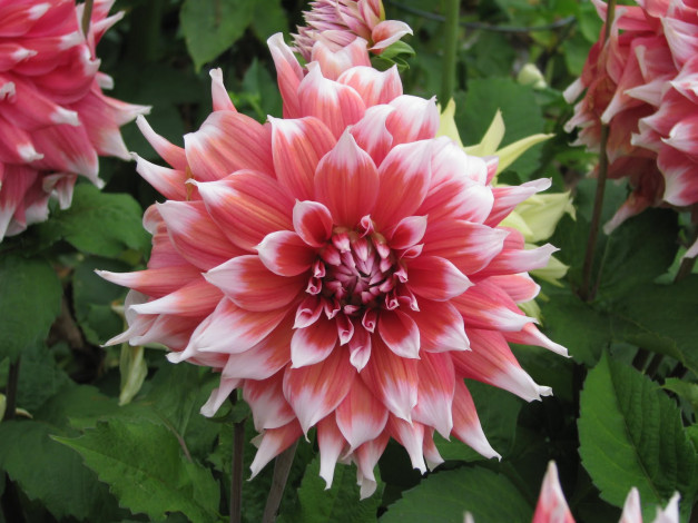 Обои картинки фото цветы, георгины