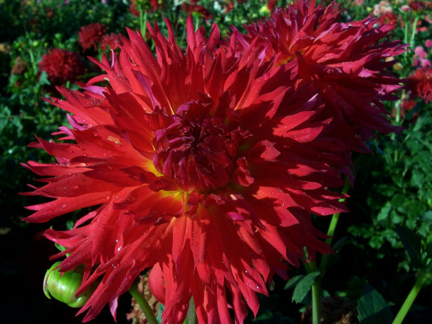 Обои картинки фото цветы, георгины